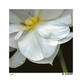 O'Keeffe Jonquil Limited Edition by Pip Bloomfield