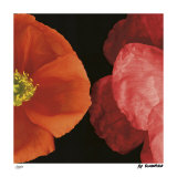 Dual Poppy Right Limited Edition by Pip Bloomfield