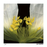 Symphony Poppy Limited Edition by Pip Bloomfield