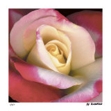 Blush Rose Limited Edition by Pip Bloomfield
