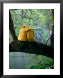 Couple Sitting on a Branch in a Rainforest During a Storm, Canada Posters by Philip Smith