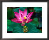 Lotus Flower, Indonesia  Prints by Paul Beinssen