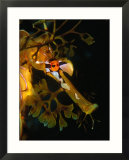 Leafy Sea Dragon (Phycodurus Eques) in Southern Ocean, Kangaroo Island, Australia Posters par Michael Aw