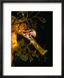 Leafy Sea Dragon (Phycodurus Eques) in Southern Ocean, Kangaroo Island, Australia Affiches par Michael Aw