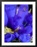 Royal Blue Tunicate (Rhopalaea Sp), West Nusa Tenggara, Indonesia Affiches par Michael Aw