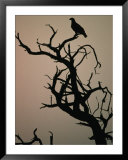 Silhouette Of Eagle In Tree, Savuti, Botswana  Print by Dennis Jones