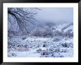 Fresh Snow on Meadow, Aspen, CO  Art by Hal Gage