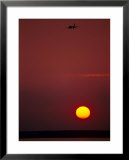 Sunset & Plane Over The Pacific Ocean  Prints by Hal Gage