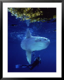 Diver with Ocean Sunfish, Mola, Mola Posters by Eric Horan