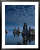 Tofas at Mono Lake, California  Prints by Lynn Eodice