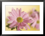 Pink Daisy  Prints by Larry Stanley