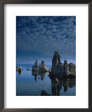 Tofas at Mono Lake, California  Art by Lynn Eodice