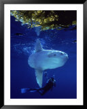 Diver with Ocean Sunfish, Mola, Mola  Poster by Eric Horan