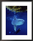 Diver with Ocean Sunfish, Mola, Mola  Prints by Eric Horan