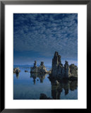 Tofas at Mono Lake, California  Print by Lynn Eodice