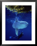 Diver with Ocean Sunfish, Mola, Mola Posters by Eric Horan