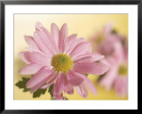 Pink Daisy  Prints by Larry Stanley