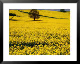 Field of Oil-Rape Seed, Spring, Harvington, United Kingdom  Prints by Barbara Van Zanten