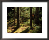 Moss Spruce Trees, Acadia National Park, ME  Print by Eric Horan