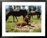 Paso Fino Colt Lying in a Field, Livingston, MT  Prints by Larry Stanley