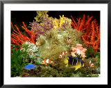 Community of Marine Fish in an Aquarium Setting of Live Invertebrate Decor  Prints by Max Gibbs