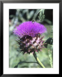 Cynara Cardunculus Scolymus Group (Globe Artichoke) Bee on Flower  Prints by Brian Carter