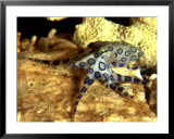 Blue Ring Octopus, Hapalochlaena Lunulata  Prints by Max Gibbs