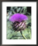 Cynara Cardunculus Scolymus Group (Globe Artichoke) Bee on Flower  Prints by Brian Carter