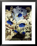 Tropical Marine Fish in a "Fish Only" Setting, Without Living Invertebrates  Poster by Max Gibbs
