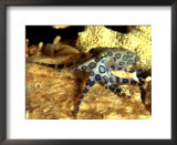Blue Ring Octopus, Hapalochlaena Lunulata Posters by Max Gibbs