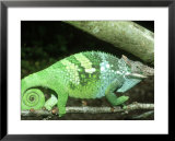 Fischers Chameleon, Male, Tanzania  Prints by Andrew Bee