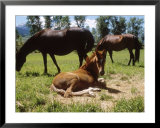 Paso Fino Colt Lying in a Field, Livingston, MT Posters by Larry Stanley