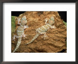 Big Headed Gecko, Male and Female  Art by Andrew Bee