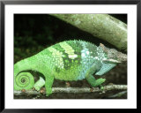 Fischers Chameleon, Male, Tanzania  Poster by Andrew Bee