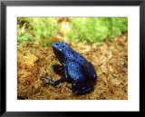 Blue Poison Dart Frog, Surinam  Prints by Andrew Bee