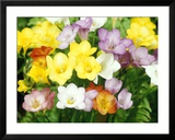 Freesia, Mixed Colours Posters par Michele Lamontagne