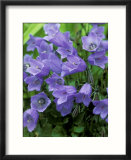 Campanula Cochlearifolia Syn. C. Bellardii, C. Pusilla (Fairys Thimble) Posters par Mark Bolton