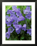 Campanula Cochlearifolia Syn. C. Bellardii, C. Pusilla (Fairys Thimble) Affiche par Mark Bolton