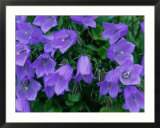 Fairies Thimbles Posters par Mark Bolton