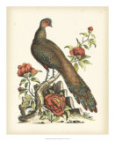 Regal Pheasants III  Print by George Edwards