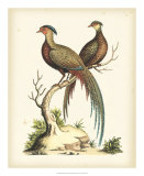 Regal Pheasants II  Prints by George Edwards