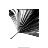Black and White Palms II Estampe de qualité par Jason Johnson