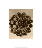 Sepia Botany Study II Estampe de qualité par Karl Blossfeldt