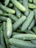 Pile of Fresh and Green Cucumbers, Photographic Print