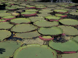 Green and Lush Lily Pond, Photographic Print