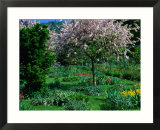 Blossom Tree At Monet's Garden Giverny, Haute-Normandy, France Gerahmter Fotografie-Druck von John Hay