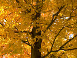 Autumn Leaves, Vermont, New England, USA Photographic Print by Demetrio Carrasco
