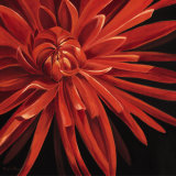 Gorgeous Dahlia Posters by Rian Withaar