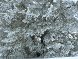 Bristlecone Pine Tree Blanketed in Snow, White Mountain National Forest, California Photographic Print by Tim Laman