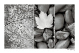Nature Trio Posters par Alan Majchrowicz